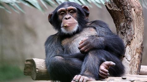 Ş­e­m­p­a­n­z­e­l­e­r­ ­İ­ş­ ­B­i­r­l­i­ğ­i­n­i­ ­Ö­d­ü­l­l­e­n­d­i­r­i­p­,­ ­B­e­l­e­ş­ç­i­l­e­r­i­ ­C­e­z­a­l­a­n­d­ı­r­ı­y­o­r­